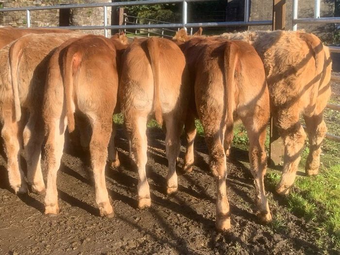 20 u grade charlaois and limousine heifers