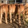 20 u grade charlaois and limousine heifers Image 6