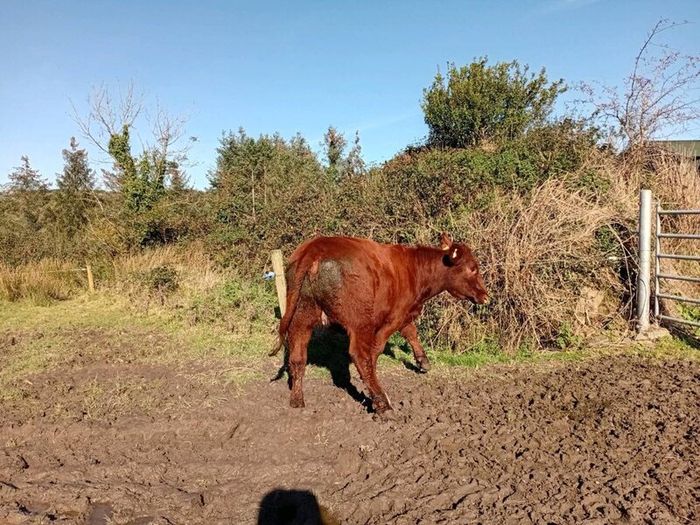 Shorthorn heifers