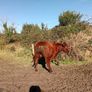 Shorthorn heifers Image 4