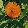 Sunflower "Teddy bear" Image 2