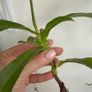 Carnivorous houseplant Nepenthes pitcher plant Image 2