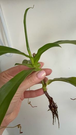 Carnivorous houseplant Nepenthes pitcher plant