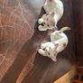 cat ornaments Image 2