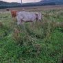 Organic bullocks for sale Image 3