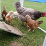 Rooster Image 2