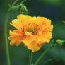 (G) Geum Stratheden seeds 0.3g (600595) Image 4