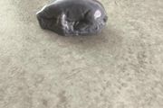 Wade Whimsies Mole Wildlife Porcelain Hatbox Figure, Figurine, Ornament