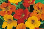 (N) Nasturtium Tom Thumb Mixed seeds 3g (414321)
