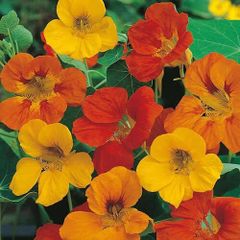 (N) Nasturtium Tom Thumb Mixed seeds 3g (414321)