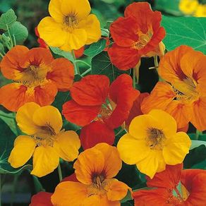 (N) Nasturtium Tom Thumb Mixed seeds 3g (414321)