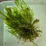 aquarium plants Image 4
