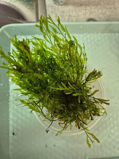 aquarium plants
