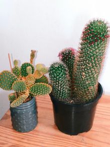 cactus plant, Buy one, get the second one for free