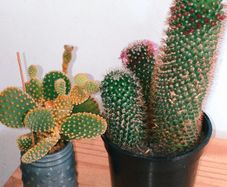 cactus plant, Buy one, get the second one for free