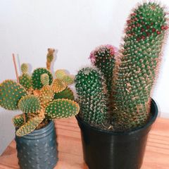 cactus plant, Buy one, get the second one for free