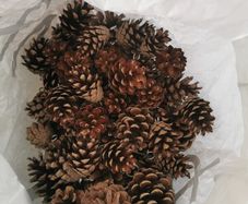 Decorative pine cones
