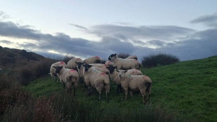 Price Drop  Hogget ewes