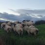 Hogget ewes Image 3