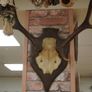 French Oak Antler Wall Mount 3 Image 3