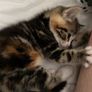 kitten Image 2