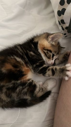kitten