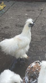 Show Quality Silkie