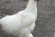 Show Quality Silkie
