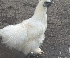 Show Quality Silkie