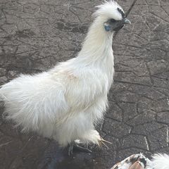 Show Quality Silkie