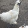Silkie Pair Hen + Rooster Show Lines Image 2