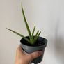 Aloe plant Image 2