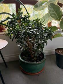Money Plant / Jade Plant