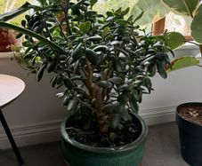 Money Plant / Jade Plant
