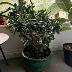 Money Plant / Jade Plant