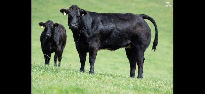 Show cattle - In Calf and Maiden Heifer sale