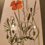 Framed poppy flowers pictuer water coloer signed J, kuhn artist June Kuhn Image 4