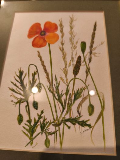 Framed poppy flowers pictuer water coloer signed J, kuhn artist June Kuhn