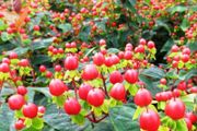 Large Hypericum bush (St John's Worth) in a pot