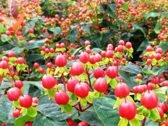 Hypericum, ST John's Worth shrub/bush