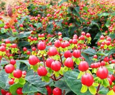 Hypericum, ST John's Worth shrub/bush