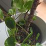 pilea Image 2