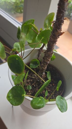 pilea