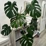monstera Image 4