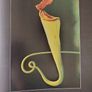 Rainforest Thomas Marent 2006 Rare 1st Edition Image 7