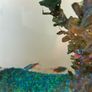 fish tank with 4 fish included Image 2