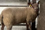 Rouge breeding ewe lambs