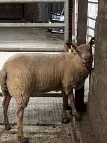 Rouge breeding ewe lambs