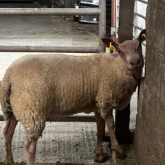 Rouge breeding ewe lambs