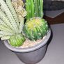 Cactus plants artificial potted Image 4
